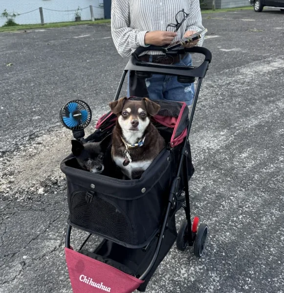 Pet Stroller & Canopy