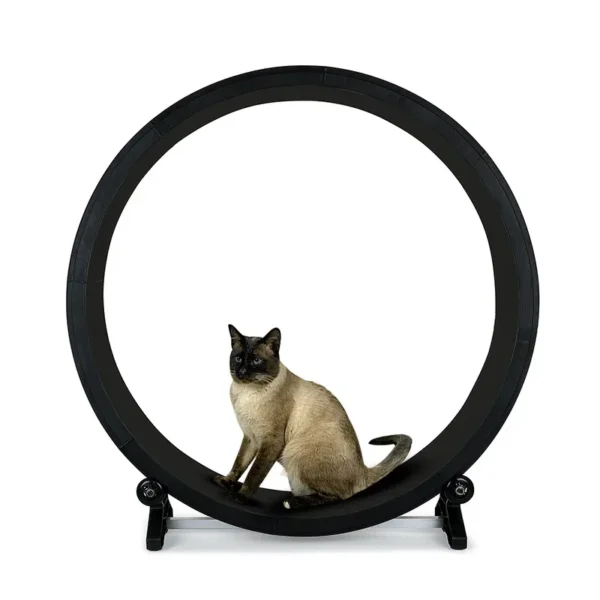 Cat Treadmill
